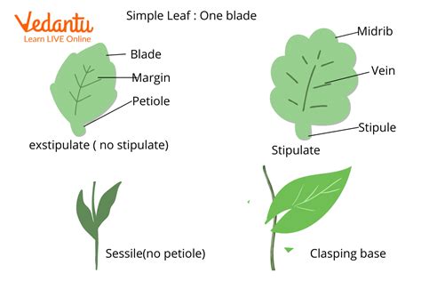 Leaf Simple And Compound - Infoupdate.org