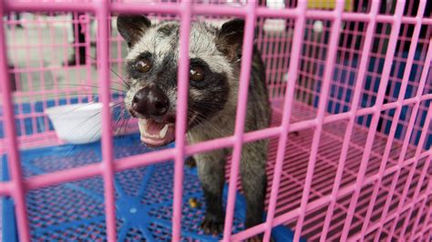 Indonesian civet cat poop coffee stirs up controversy among animal rights groups - ABC7 San ...