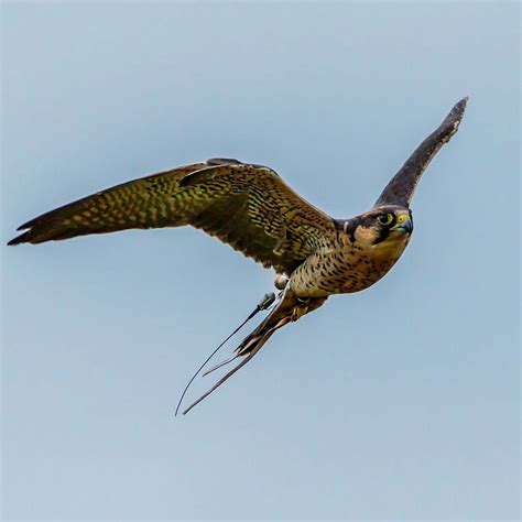 Lanner Falcon Prey Lanner Bird Falcon Bird Of Prey - Laminated Poster Print - 20 Inch by 30 Inch ...