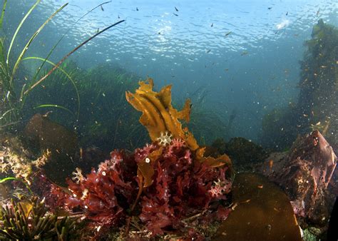 Box Jellyfish Habitat | Tropical and Subtropical Waters