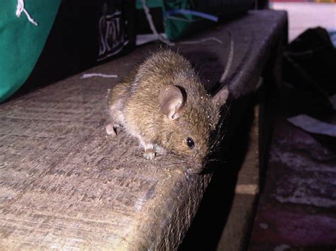 Mouse Infestations - Suffolk Pest Control Company