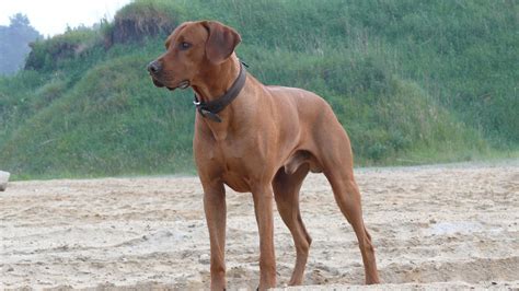 Rhodesian Ridgeback | DogExpress