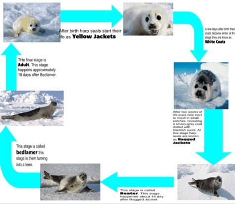 Life Cycle - Harp Seals