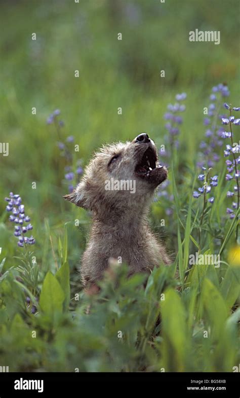 Wolf puppy howling in mountain meadow Stock Photo - Alamy