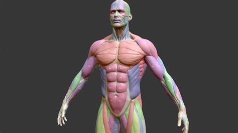 3D Model - Muscle - A 3D model collection by summerafternoonshower ...