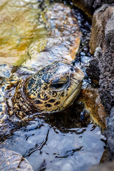 Close up of Turtle Head · Free Stock Photo