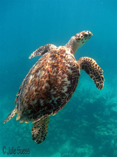 Hawksbill Turtle - Turtle Time, Inc.