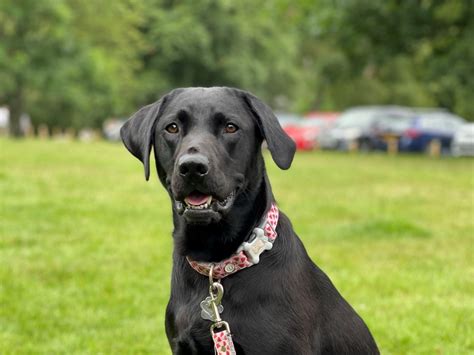 Labrador Needs Treatment After Severe Reaction To Spider Bit