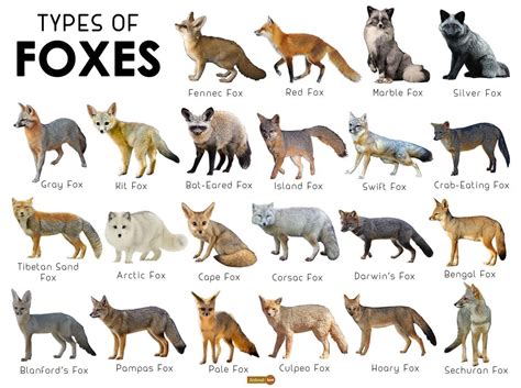 Please follow out of these foxes which are you? #littlefox #babyfox #kit #kitten #foxlove # ...