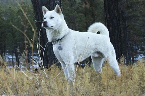 Kishu Ken - Temperament, Lifespan, Shedding, Puppy