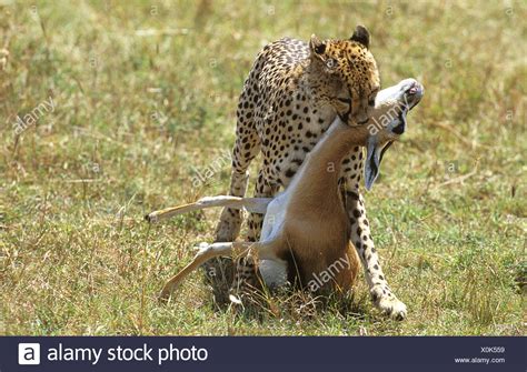 Cheetah Chasing Gazelle Stock Photos & Cheetah Chasing Gazelle Stock Images - Alamy