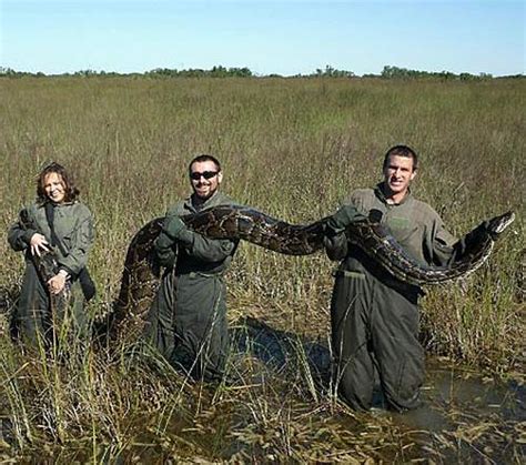 Pythons Wreacking Havoc on Florida | Animal Pictures and Facts ...