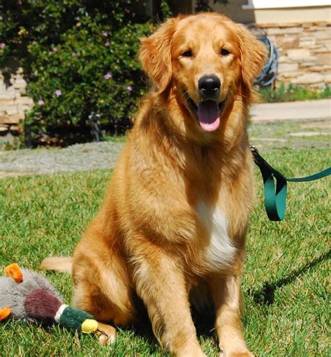 Golden Retriever Puppies Rescue Southern California - Adopt Guinevere ...