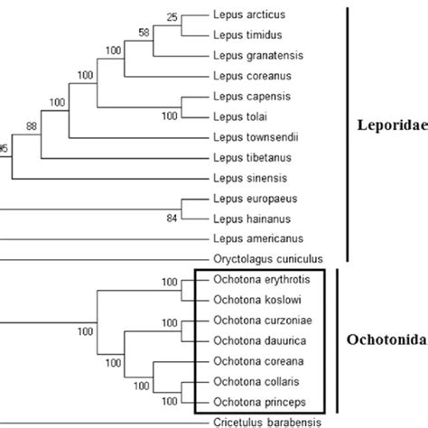 Maximum-likelihood (ML) phylogeny of 12 species of the Leporidae family... | Download Scientific ...