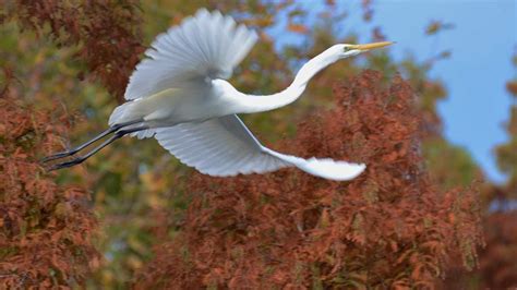 New Zealand's threatened birds: Endangered species vs threatened species