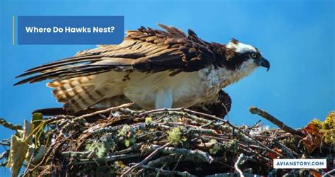 Hawks Nesting: What Does It Look Like?