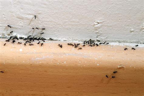 Fascinating Tiny Black Ants In Bathroom Online - HOME SWEET HOME