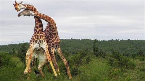 Two Giraffe Bulls Fighting With Their Necks, Rare Sight - VIRAL ZONE 24