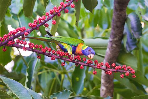 Queensland Umbrella Tree | San Diego Zoo Animals & Plants