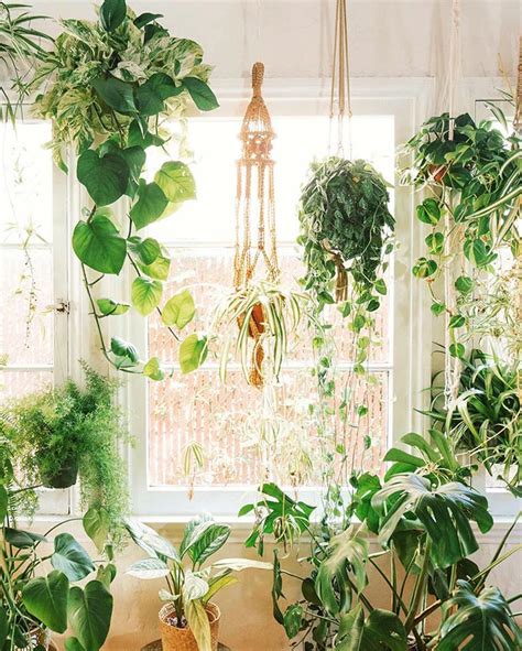 The Best 9 Indoor Hanging Plants Even A Beginner Won't Kill | Posh Pennies