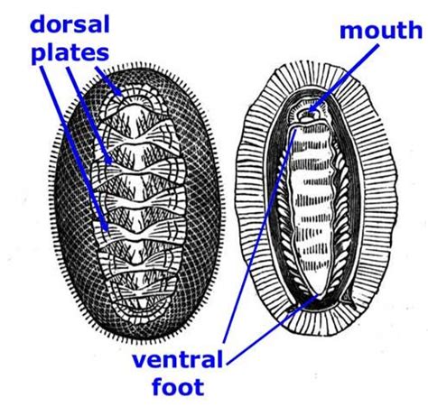 Chiton Anatomy - Anatomical Charts & Posters