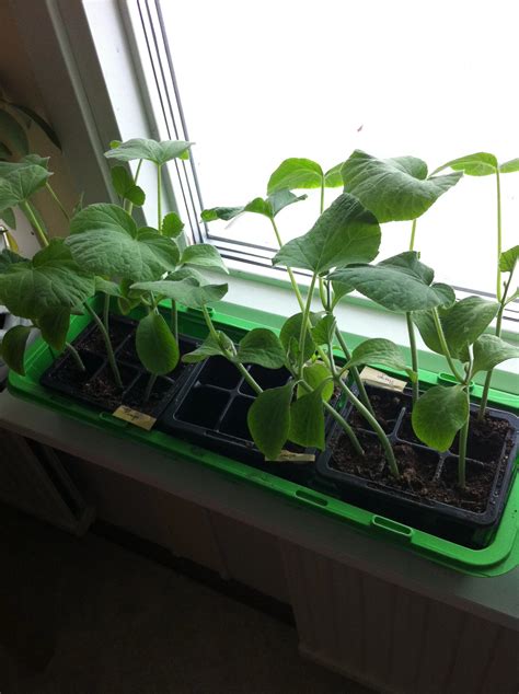 Pumpkin seedlings