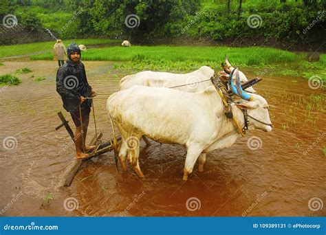 Young Farmer Plowing Rice Paddy Field with a Pair of Oxen, Near Lavasa Editorial Photo - Image ...