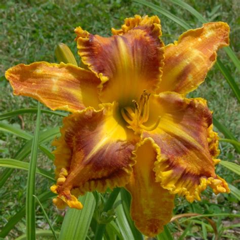 Dynamic Daylilies: 2000 - 2016 Photos of potential future introductions.