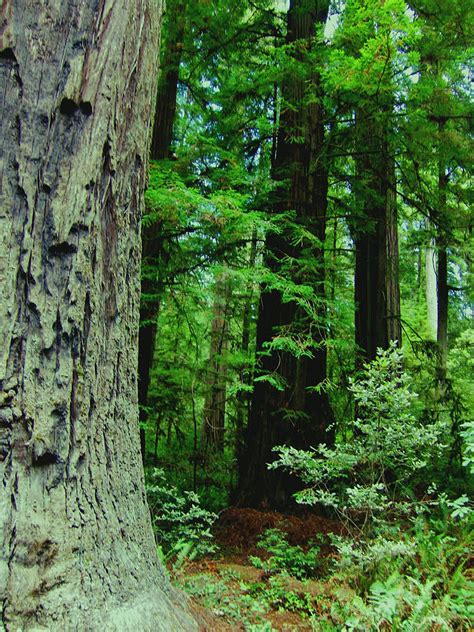 Redwood Bark Photograph by Marilyn Diaz | Fine Art America