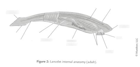 Lancelet Anatomy Diagram | Quizlet