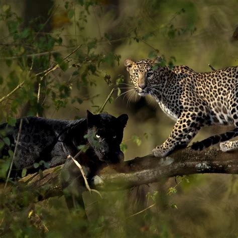 Leopard and Black Panther Couple Caught on Film After 6 Day Wait