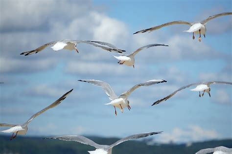 Birds Gulls Flying Seagulls - Free photo on Pixabay