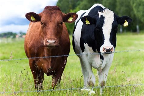 Farm Health Online – Animal Health and Welfare Knowledge Hub – Cattle Breeds and Breeding