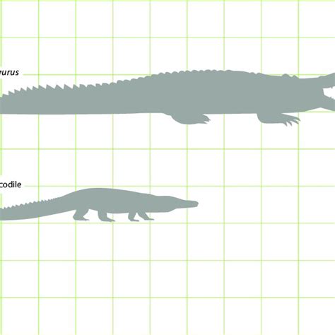 Crocodile Size Comparison