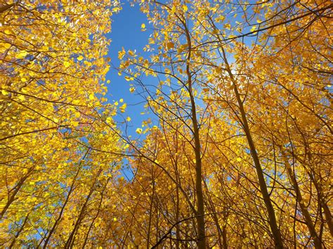 Free Images : branch, mountain, sunlight, leaf, fall, golden, autumn ...