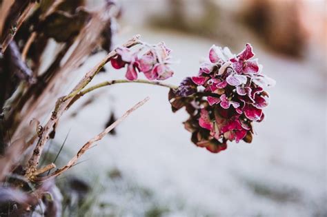 The 15 Best Cold-Weather Plants That Can Withstand Harsh Winter Temps | Hunker