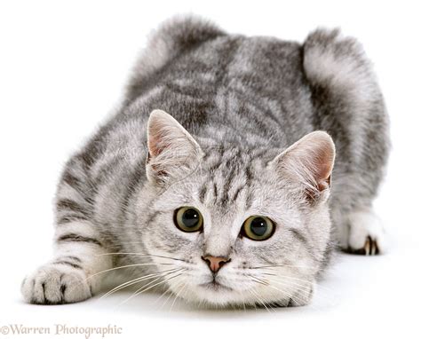 Silver tabby cat photo WP03534