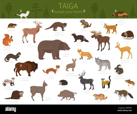 Boreal forest animals Stock Vector Images - Alamy