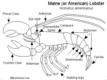 Lobster Anatomy Diagram Label