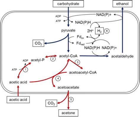 Acetic Acid Phase Diagram