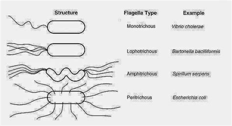 microbiology: Bacterial Flagella