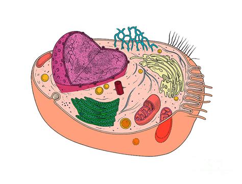 35+ Animal Cell Diagram No Labels Gif | Anatomy of Diagram