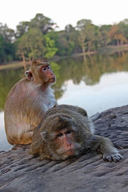 340+ Two Monkeys Hugging Stock Photos, Pictures & Royalty-Free Images - iStock