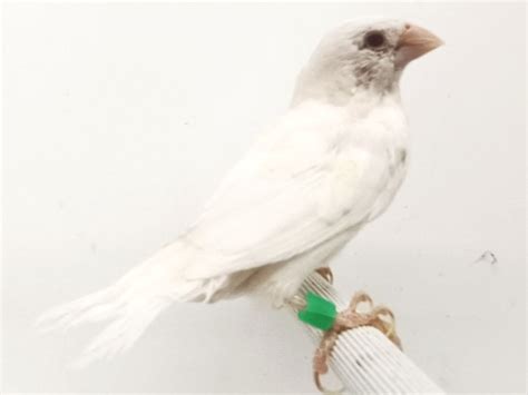 Society Finch White Male – New York Bird Supply Wholesale