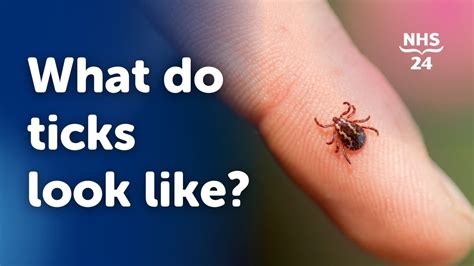 Tick Bite Pictures Symptoms What Does A Tick Bite Look Like? | lupon.gov.ph