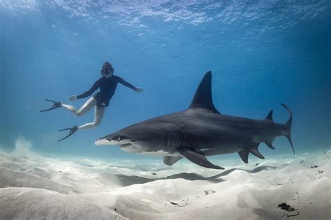 The 7 Best Places to Go Snorkeling in the Bahamas