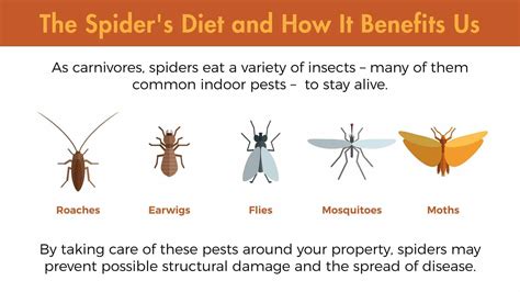 So Long, Spiders: Making Infestations a Thing of the Past | Lloyd Pest ...