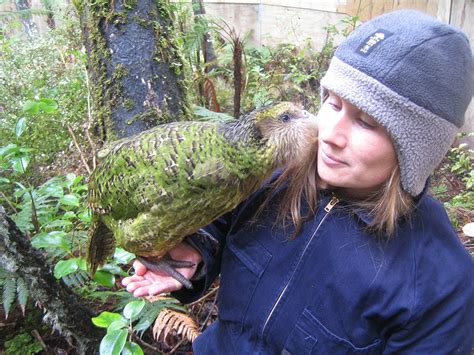 Island Conservation The Kākāpō Makes a Comeback - Island Conservation