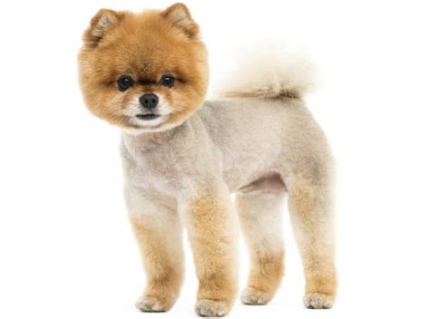 Pomeranian Haircuts and the Pomeranian Lion Cut