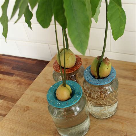 Avocado Seed Germination Dish Avocado Tree From Seed - Etsy